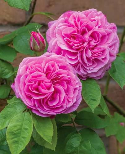 Rosa 'Gertrude Jekyll' (Gertrude Jekyll Climbing Rose)