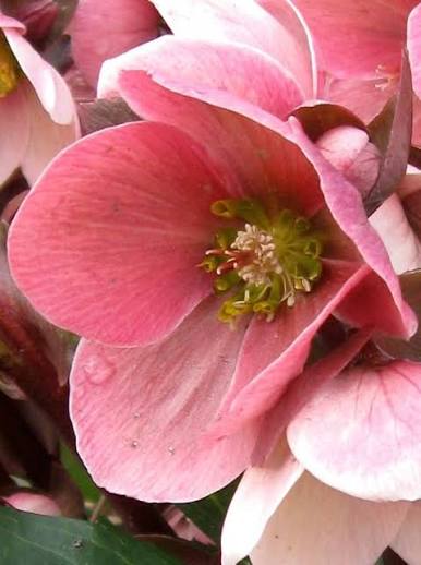 Helleborus 'Ice N Roses® Pink Frost' (Pink Frost Lenten Rose)