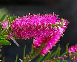 Callistemon Mauve Mist (Bottlebrush ‘Mauve Mist’)