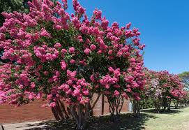 Lagerstroemia 'Comanche' (Comanche Crepe Myrtle)