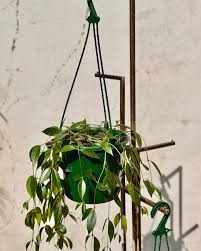 Codonanthe Crassifolia (Trailing Codonanthe Hanging Basket)