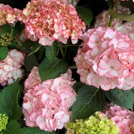 Hydrangea 'Tea Time™ Pink Sensation Medium Pink' (Pink Sensation Hydrangea)