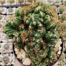Cereus Peruvianus Monstrose (Monstrose Peruvian Apple Cactus)