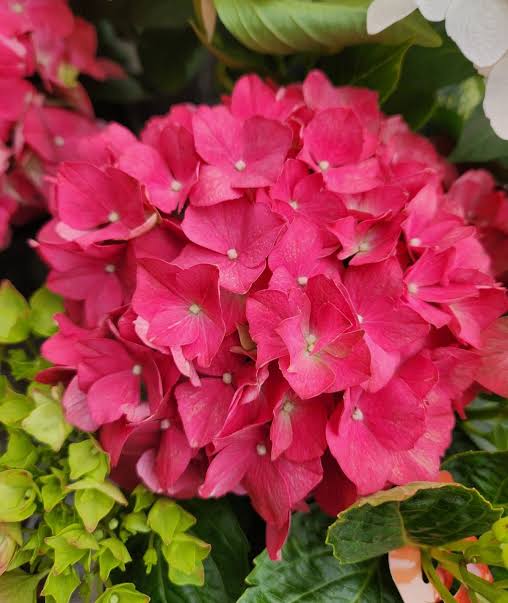 Hydrangea 'Tea Time™ Red Beauty Medium Red' (Red Beauty Hydrangea)