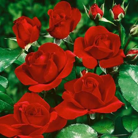 Rosa 'Satchmo' (Satchmo Standard Rose)