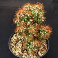 Cereus Peruvianus Monstrose (Monstrose Peruvian Apple Cactus)