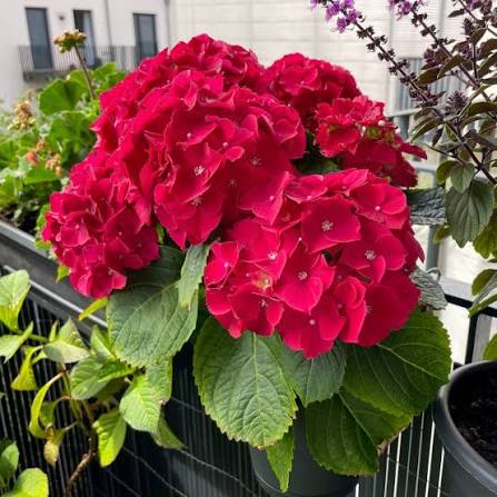 Hydrangea 'Tea Time™ Red Beauty Medium Red' (Red Beauty Hydrangea)