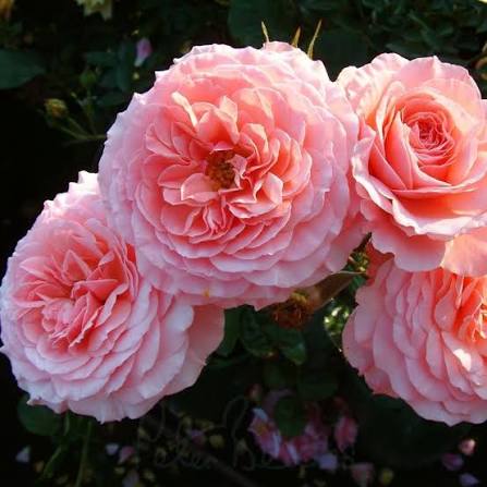 Rosa 'Sexy Rexy' (Sexy Rexy Standard Rose)