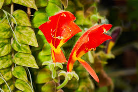 Columnea Gloriosa (Goldfish Plant)