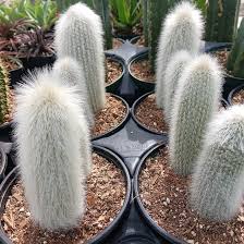 Cleistocactus Strausii (Silver Torch Cactus)