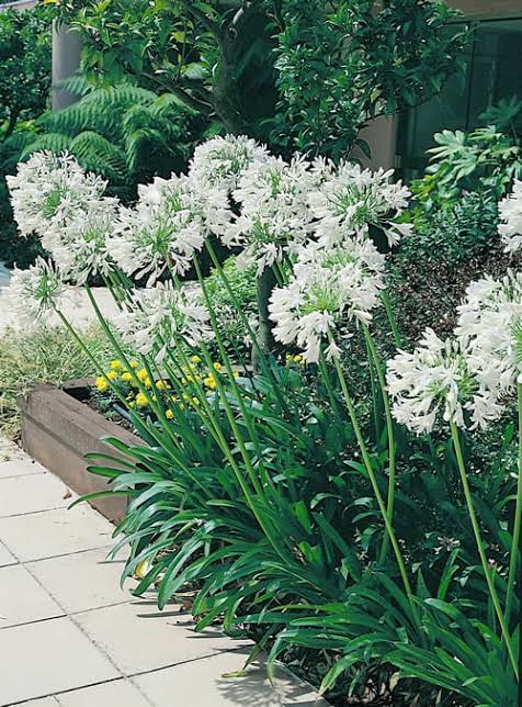 Agapanthus orientalis 'White' (White Lily of the Nile)