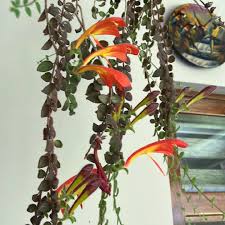 Columnea Gloriosa (Goldfish Plant)