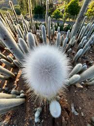 Cleistocactus Strausii (Silver Torch Cactus)