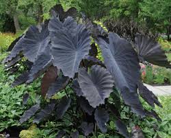 Colocasia esculenta ‘Black Magic’ (Black Magic Elephant Ear)