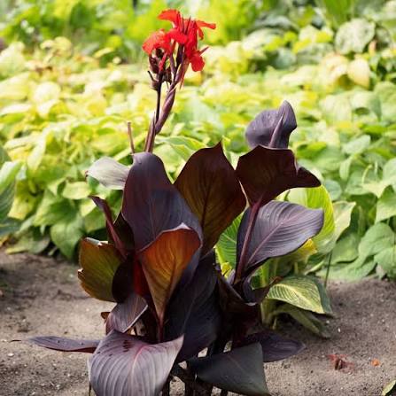 Canna (Lon01) 'Tropicanna Black' (Tropicanna Black Canna Lily)