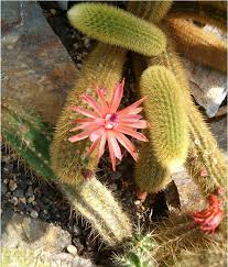 Cleistocactus Winteri (Golden Rat Tail Cactus)