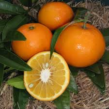 Citrus Sinensis ‘Arnold Blood’ (Orange Espaliers)