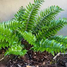Cyrtomium Falcatum (Holly Fern)