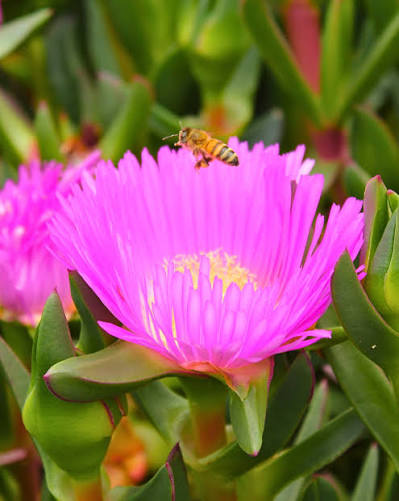 Carpobrotus glaucescens (CAR10) 'Aussie Rambler™' (Pig Face)