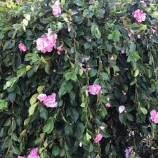 Camellia Sasanqua ‘Marge Miller’ (Marge Miller Camellia) Standards
