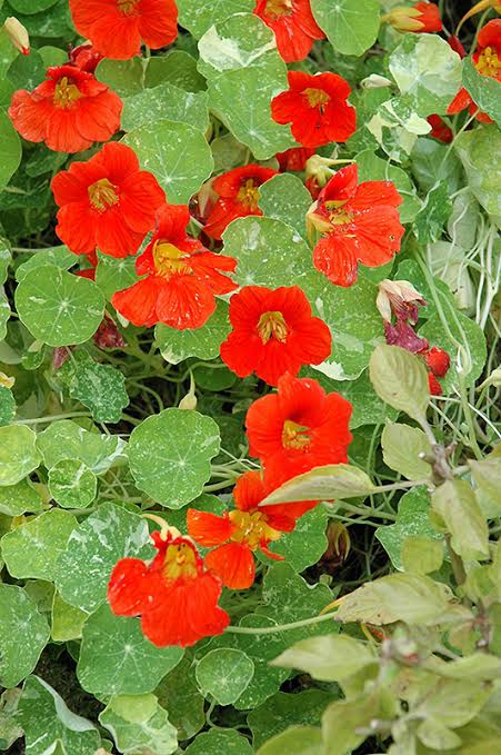 Tropaeolum majus 'Alaska' (Alaska Nasturtium)