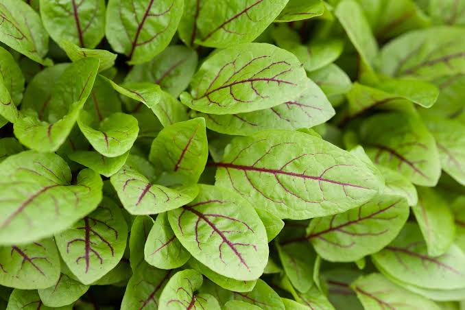Rumex sanguineus (Red Vein Sorrel)