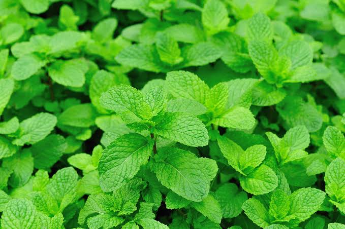 Mentha 'Chef's' (Chef's Mint)