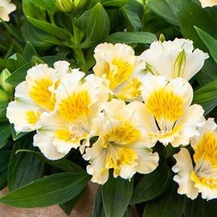 Alstroemeria ‘Princess Yentl’ (Peruvian Lily)