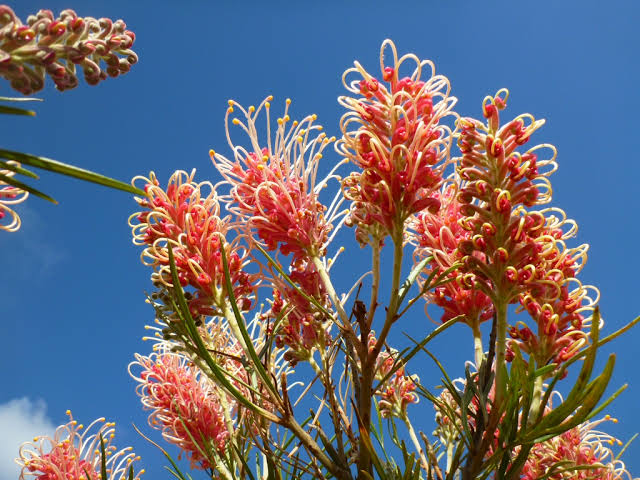 Grevillea 'Majestic' (Majestic Grevillea)