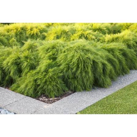 Acacia cognata 'Limelight' (Limelight Wattle)