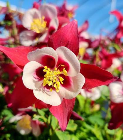 Aquilegia vulgaris 'Earlybird Red & White' (Earlybird Red & White Columbine)