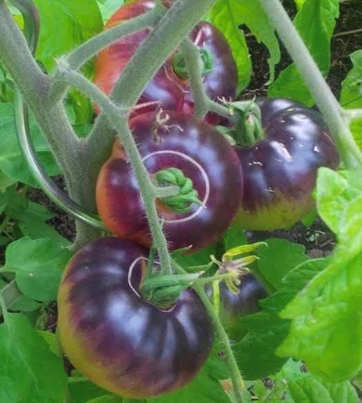 Solanum Lycopersicum 'Blue Beauty' (Blue Beauty Tomato)