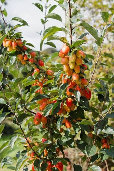 Malus 'John Downie' (John Downie Crab Apple)