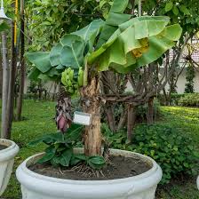 Musa Acuminata ‘Dwarf Cavendish’ (Dwarf Cavendish Banana)