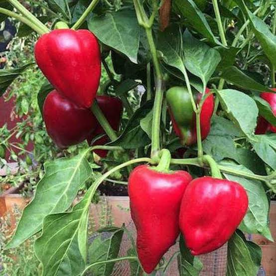 Capsicum Annuum (Sweet Pimento Capsicum)