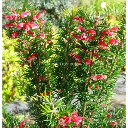 Grevillea ‘Clearview David’ (Clearview David Grevillea)