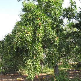Ziziphus jujuba 'Li' (Li Jujube)