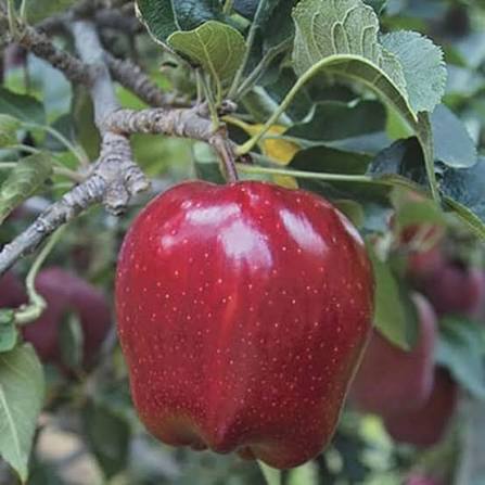 Malus Domestica 'Red Delicious' (Semi-Dwarf Red Delicious Apple)