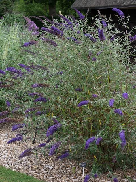 Buddleja davidii 'Nanho Blue' (Nanho Blue Butterfly Bush)
