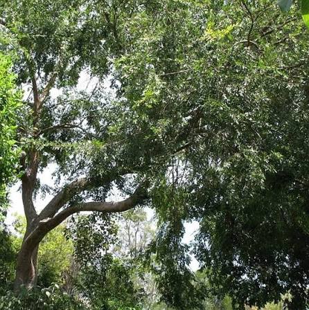 Ulmus Parvifolia 'Yarralumla' (Yarralumla Chinese Elm)