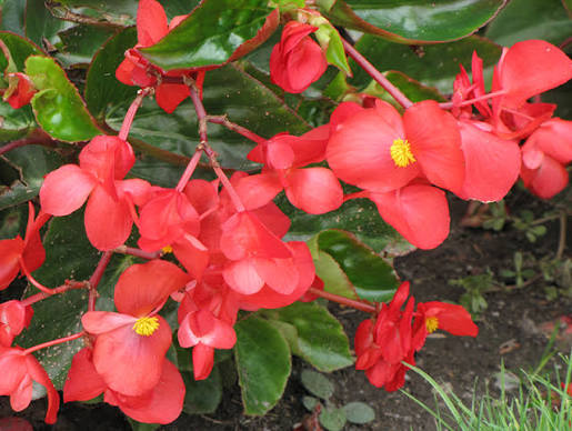 Begonia × hybrida ‘Dragon Wing Red’ (Dragon Wing Red Begonia)
