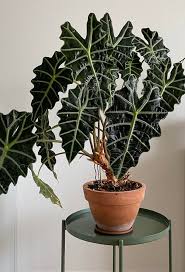Alocasia × Amazonica (African Mask Plant)