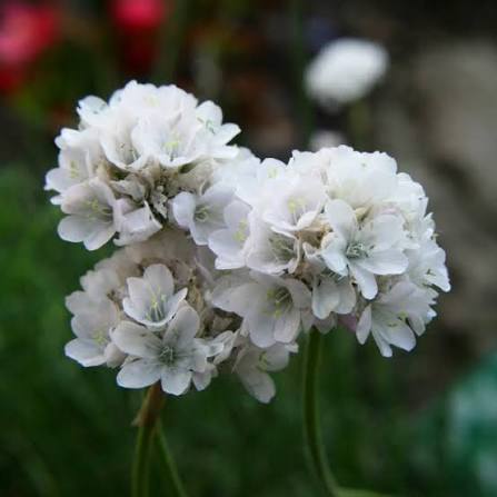 Armeria Maritima 'Alba' (White Sea Thrift)