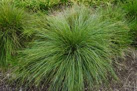 Lomandra Fluvitalis 'LM380' Shara Blue™ (Shara Blue™ Lomandra)