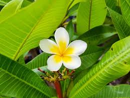Plumeria Rubra Acutifolia (White Frangipani)
