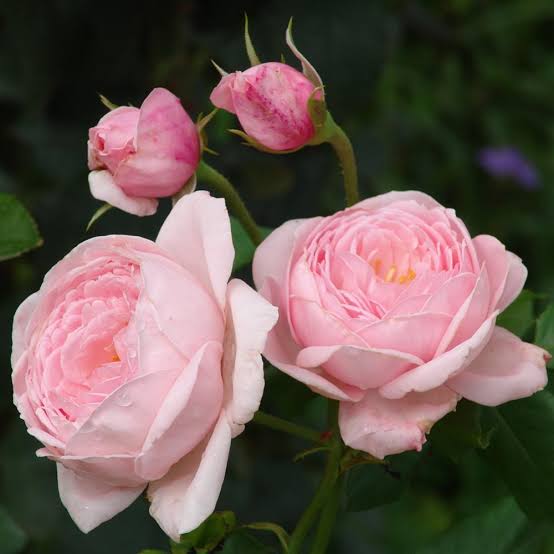 Rosa 'Nahema' (Nahema Climbing Rose)