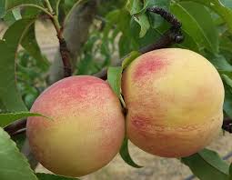 Prunus Persica 'Fragar' (Fragar Peach)