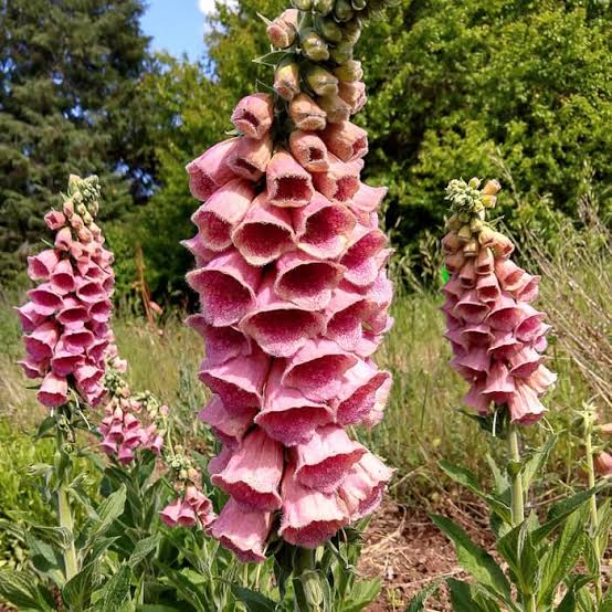 Digitalis × Mertonensis (Strawberry Foxglove)