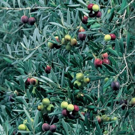 Olive – Olea europaea ‘Paragon’