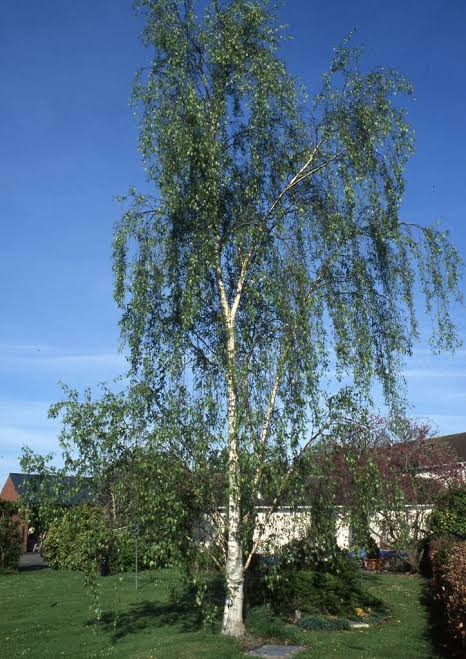 Betula pendula 'Dalecarlica' (Cut Leaf Birch)